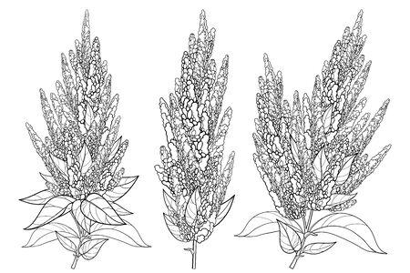 Set with outline Amaranth flower and leaves isolated.のイラスト素材
