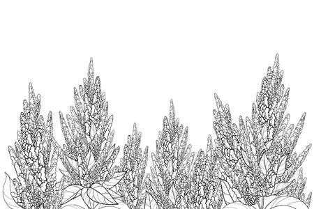 Field with outline Amaranth flower and leaves isolated.のイラスト素材