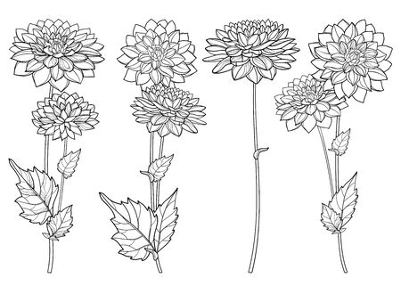 Set with outline Dahlia flower and leaf isolated.のイラスト素材