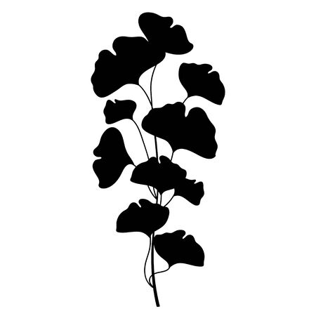 Silhouette of Gingko biloba branch in black isolated.のイラスト素材