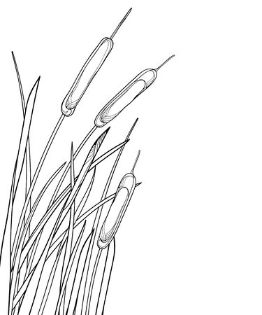 Outline Bulrush, reed or cattail leaves bunch isolated.のイラスト素材