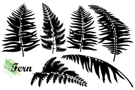 Set of silhouettes forest Fern leaves in black isolated.のイラスト素材