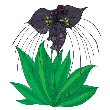 Bouquet of outline tropical black Bat flower and leaf isolated.のイラスト素材