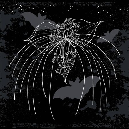 Outline tropical Tacca chantrieri or Bat flower on the black background.のイラスト素材