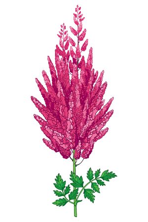 Stem with outline Astilbe or false spirea flower bunch isolated.のイラスト素材