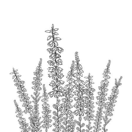 Field with outline Heather or Calluna in black isolated on white background.のイラスト素材