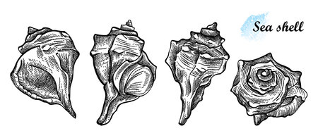 Set of seashell sketches in black isolated on white background.のイラスト素材