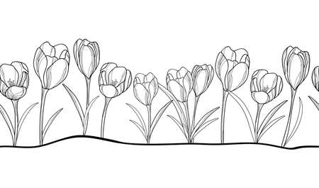 Seamless pattern with crocus or saffron flower in black on the white background.のイラスト素材