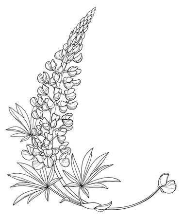 Corner bouquet with outline Lupine or Bluebonnet in black isolated on white background.のイラスト素材