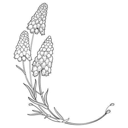 Corner bouquet with muscari or grape hyacinth in black isolated on white backgroundのイラスト素材