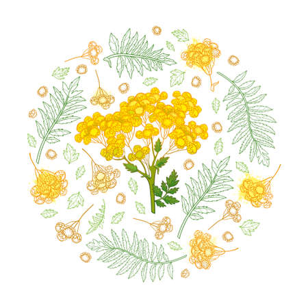 Round bunch of outline Tansy flower, buds and leaves isolated on white background.のイラスト素材