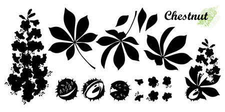 Set of silhouettes Buckeye or Chestnut flower, seed and leaf in black isolated on white background.のイラスト素材