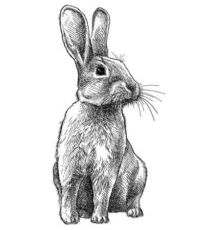 Graphic sketch of rabbit in black isolated on white background.のイラスト素材