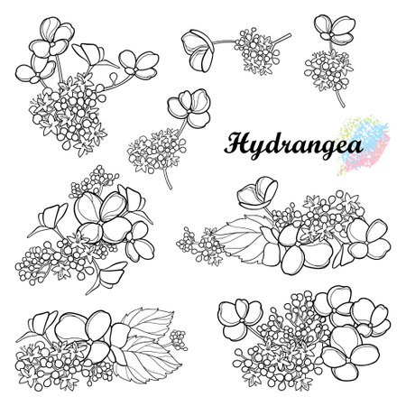 Set with outline paniculate Hydrangea or Hortensia flower bunch with leaf in black isolated on white background.のイラスト素材