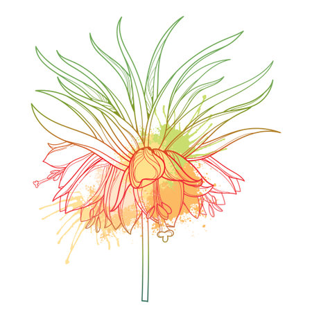 Inflorescence of outline Fritillaria imperialis flower bunch in pastel orange isolated on white background.のイラスト素材