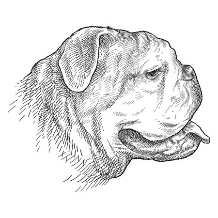 Hand drawn sketch of English Bulldog head profile in black isolated on white background.のイラスト素材