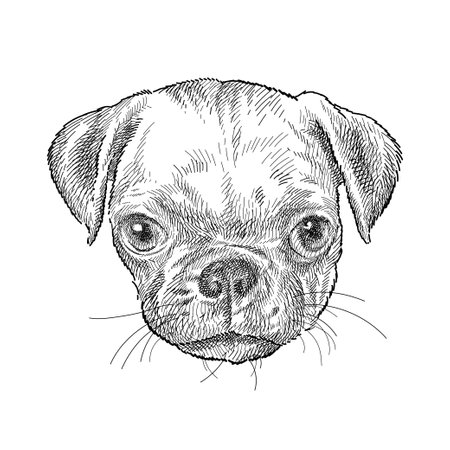 Hand drawn sketch of cute puppy Pug head in black isolated on white background.のイラスト素材