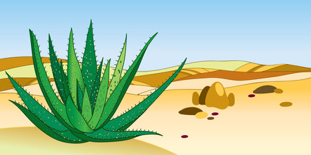 Outline Aloe vera bush in green on the background with pastel desert landscape.のイラスト素材