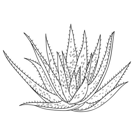 Outline Aloe vera with thick and fleshy leaf in black isolated on white background.のイラスト素材