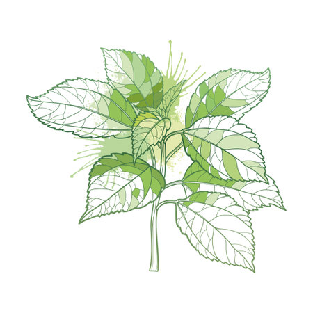 Bunch with outline Mamaki or Waimea pipturus tea plant in pastel green isolated on white.のイラスト素材