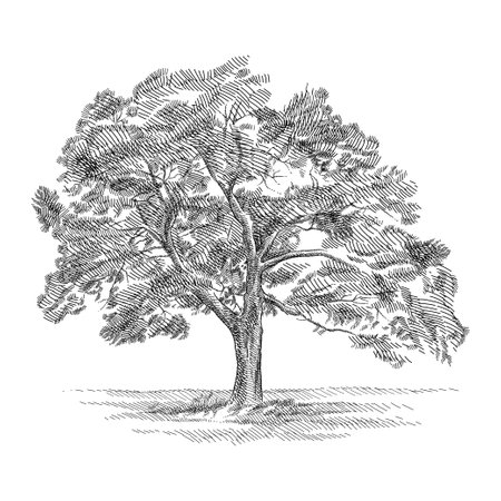 Hand drawn sketch of abstract deciduous tree in black isolated on white background.のイラスト素材