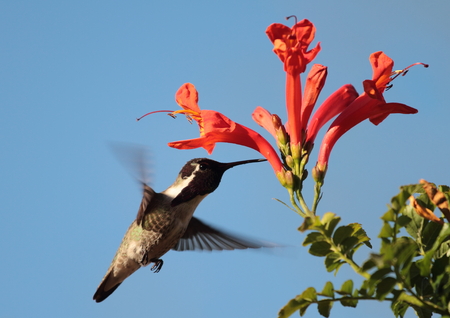 hummingbirdの写真素材