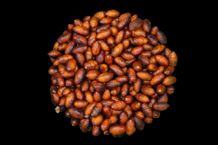 Many bot of insect are some food  の写真素材