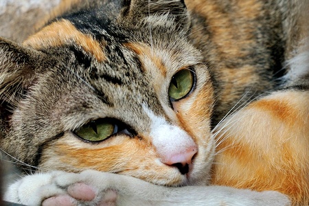 The yellow eye of cat in natural light の写真素材