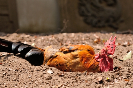 The chicken in the sand.の写真素材