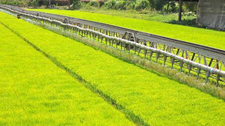 Machine is pouring water to wheat grass farm in Thailand.の写真素材
