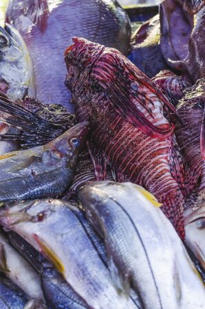image of lion fish in the market for sale to eat, it is a poisonous fish