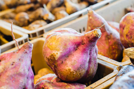 Ipomoea batatas, commonly called sweet potato, sweet potato or sweet potato, sweet potato of...