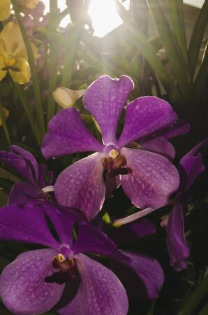 beautiful and beautiful purple orchids with sunlightの写真素材
