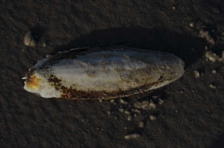 Octopusの写真素材