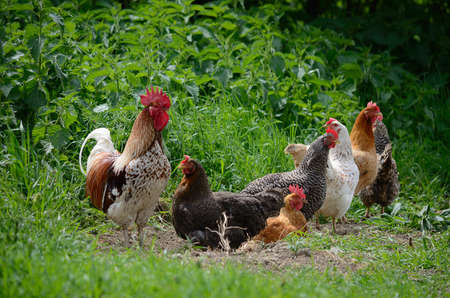 rooster and hens on sunny day outdoorsの写真素材