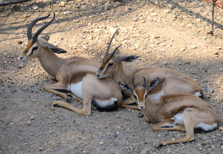 Gazella dorcas family resting in the shadowの写真素材