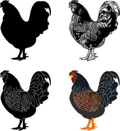 hen silhouette,sketch and illustration - vectorのイラスト素材