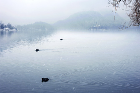 Winter at Famous Bled Lake National Park Sloveniaの写真素材