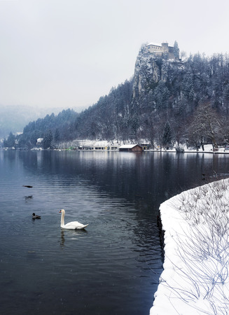 Swan Swimming on Winter Morning at Famous Bled Lake National Park Sloveniaの写真素材