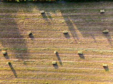 Low Aerial flight over Green and lush Agricultural fields on sunny morning.