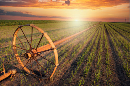 Agricultural irrigation system watering corn field on sunny summer dayの写真素材