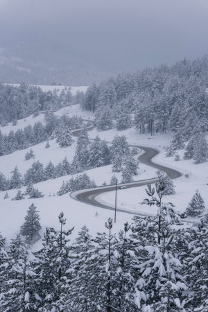 Cold winter scene, heavy snow on tree branches at rural area. Romantic time details.の写真素材