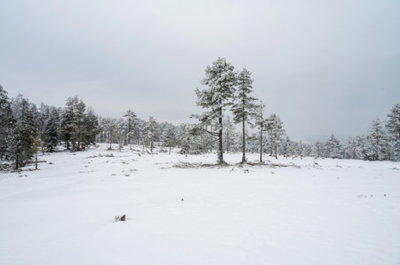 Minimalist winter landscape with snowy pine trees. Horizontal template, blank space.の写真素材