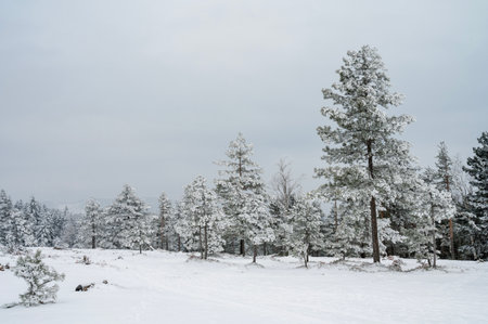 Minimalist winter landscape with snowy pine trees. Horizontal template, blank space.の写真素材