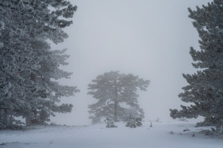 Lonely Tree in Snowy Winter Landscape, Cold Mountain Backgroundの写真素材