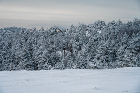 Minimalist winter landscape with snowy pine trees. Horizontal template, blank space.の写真素材
