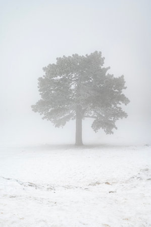 Lonely Tree in Snowy Winter Landscape, Cold Mountain Backgroundの写真素材