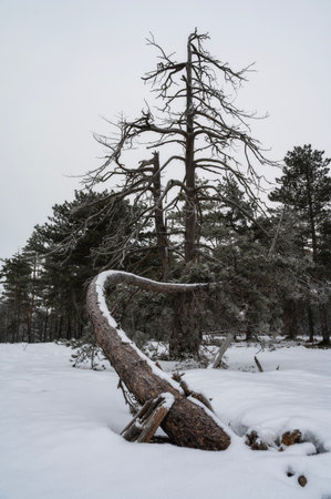 Lonely Tree in Snowy Winter Landscape, Cold Mountain Backgroundの写真素材