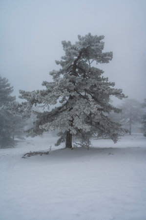 Lonely Tree in Snowy Winter Landscape, Cold Mountain Backgroundの写真素材
