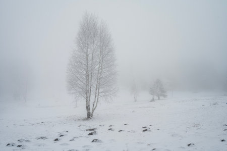 Lonely Tree in Snowy Winter Landscape, Cold Mountain Backgroundの写真素材
